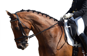 Horse with good neck conformation for dressage.