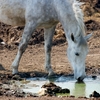 Horse drinking from a polluted pool of water in an area where proper drainage is lacking.