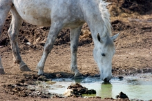 Horse drinking from a stagnant pool of run-off water.