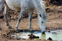 Horse drinking from a stagnant pool of water.