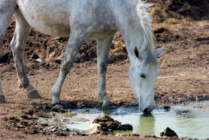 Horse drinking water from a stagnant pool in muddy paddock.