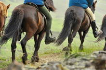 Horses and riders on endurance trail.