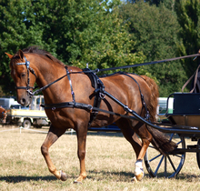 Working horse pulling a carriage.