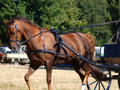 A carriage horse pulling a cart in a park.