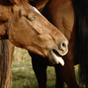 Horse choking on a foreign object.