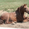 Colicky horse resting after rolling in dirt.