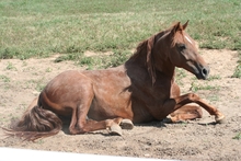 Colicky horse that has been rolling on ground to relieve colic pain.