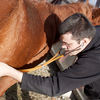 Veterinarian examining a horse that exhibits symptoms of a sudden onset illness that appears without warning and needs immediate attention.