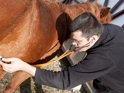 Veterinarian examining a horse that exhibits symptoms of a sudden onset illness that appears without warning and needs immediate attention.