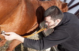 Veterinarian examining a horse that exhibits symptoms of a sudden onset illness that appears without warning and needs immediate attention.