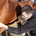 Veterinarian examining a horse that exhibits symptoms of a sudden onset illness that appears without warning and needs immediate attention.