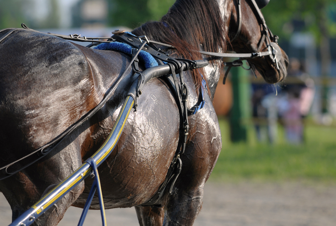 An over-heated sweating horse in harness.