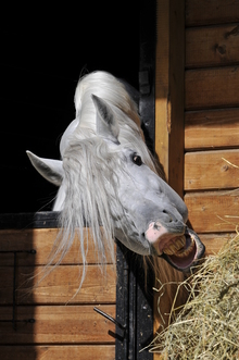 Hungry horse straining for a bite of hay.