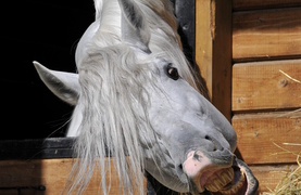 Horse desperate to keep digestive process going by grabbing a bite of hay.
