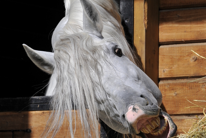 Horse desperate to keep digestive process going by grabbing a bite of hay.