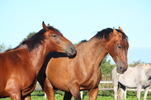 Two irritable horses not on their best behavior.