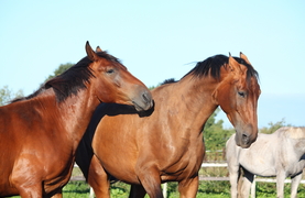 Two horses that don't get along.