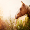 Horse in sunlit pasture.