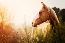 Paint horse in sunny pasture.