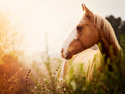 Fall pasture with horse in sunshine.