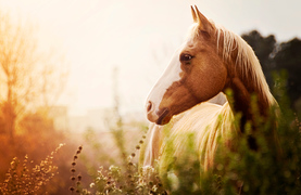 A summer day in the pasture. Can the bugs be far behind?