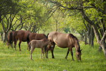Herd of horses grazing in a spring pasture..