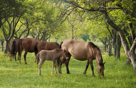 Horses and foal in lush green, tree-canopied pasture