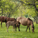 Mare and new foal in pasture.
