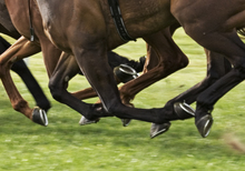 Thundering hoofs of horses racing on turf.