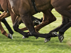 Pounding hoof thanks to a farrier's work.