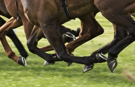 Photo showing the power of horses' legs as they race on green turf.