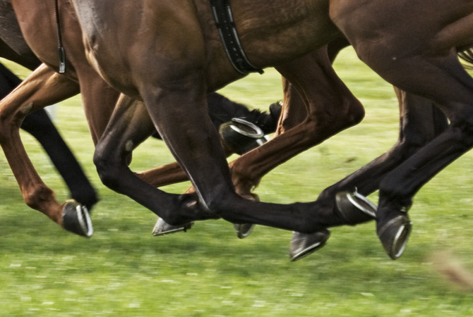 Thundering hooves of racing horses on turf track.