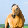 Palomino with ears pinned revealing irritation or anger.