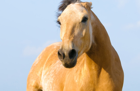 Mare with ears pinned.