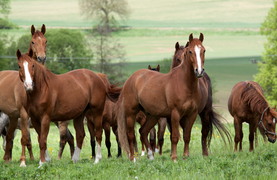 Horses with plenty of pasture to graze 24/7.
