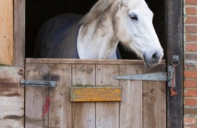 Love your horse but can't care for him?