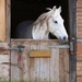 Your Horse's Endocrine System | EquiMed - Horse Health Matters