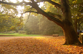 Finding peace through knowing what to do when making the most difficult of decisions.