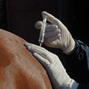 Horse receiving a vaccination against an infectious disease.
