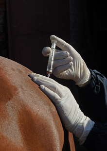 Veterinarian vaccinating a horseVeterinarian vaccinating a horse.
