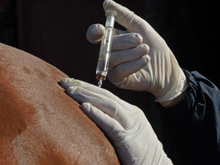 Vaccinating your horse.
