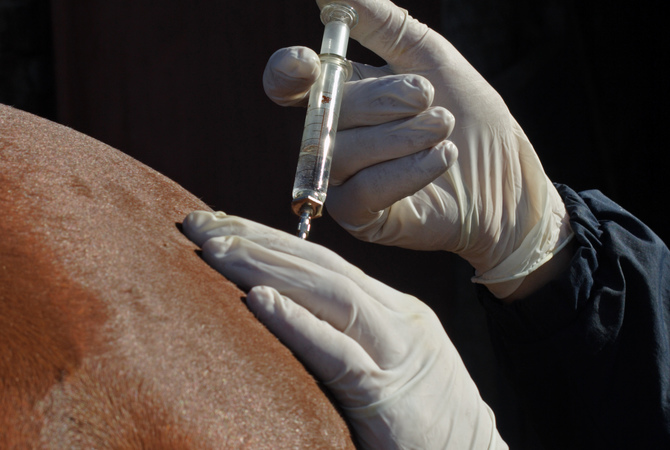 Veterinarian vaccinating a horse.