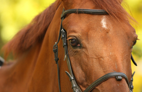 Thanks for caring about my health with a 24/7 hay supply.