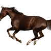 Showing conformation of horse's legs in motion.
