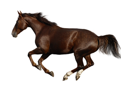Showing conformation of horse's legs in motion.