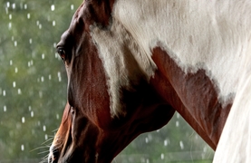 What's a horse/owner to do as winter sets in?