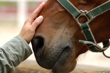 Letting a horse know you are pleased with his work by a gentle pat on the muzzle.