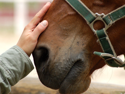 Man engaging with horse by gentle touch on muzzle.