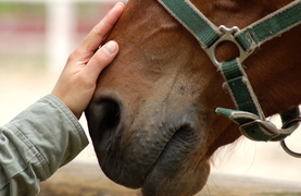 Man engaging with horse by gentle touch on muzzle.
