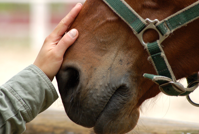 Man petting horse's muzzle.